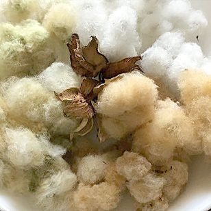 天然のコットンの特性