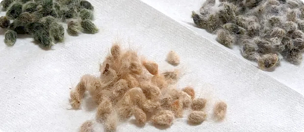 オーガニックコットンの種