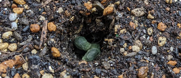 オーガニックコットンの土壌