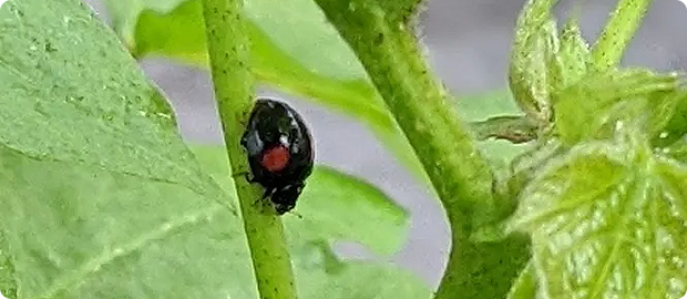 オーガニックコットンの育成期