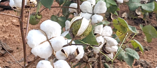 オーガニックコットンの収穫期